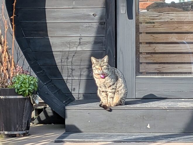 ２・２２ねこの日